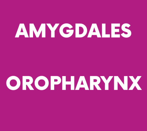 Visuel Amygdales et de l'oropharynx