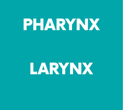 Illustration_ORL_siteinternet_pharynx-larynx